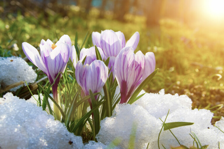 Purple crocuses growing through the snow on a bright early spring day
