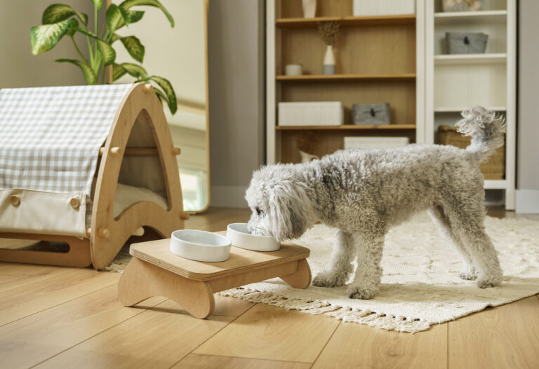 A small grey poodle dog eating food from ceramic bowl at home