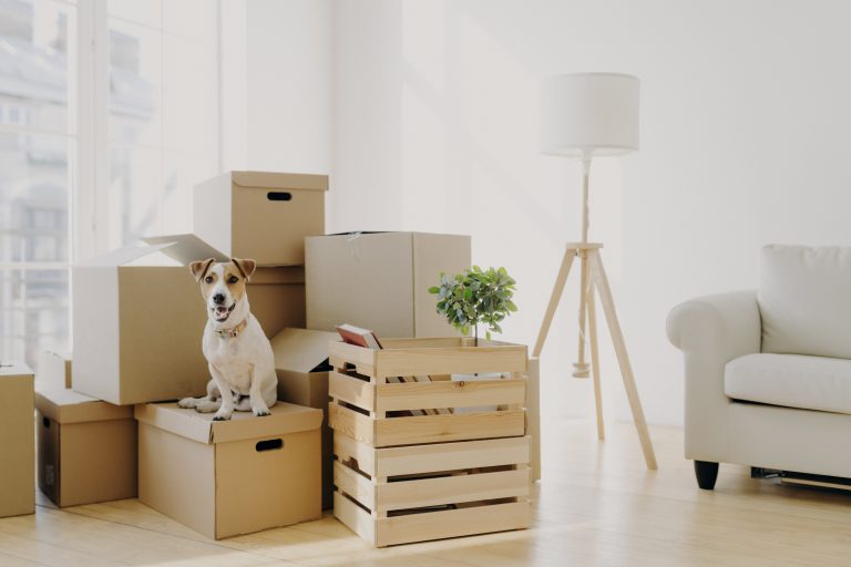 A small brown and white dog sitting on top of a stack of moving boxes