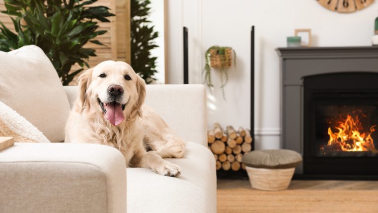 A dog sitting on a white sofa next to a fireplace