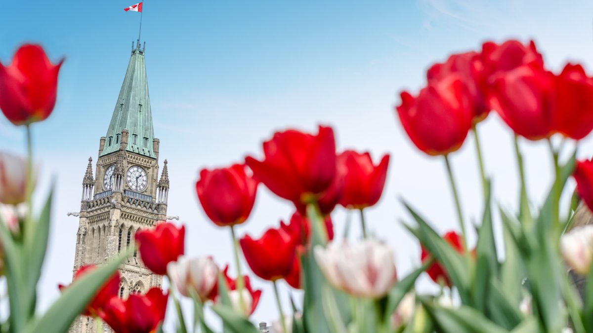 The clock tower on Parliament Hill in Ottawa surrounded by red tulips