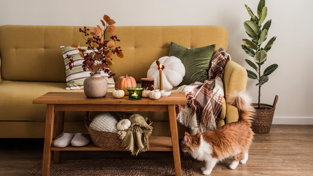 Modern living room decorated for fall with orange cat