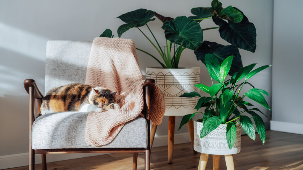 A calico cat sleeping in a modern arm chair in a living room with house plants