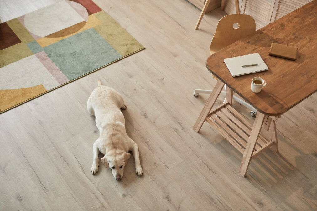 Warm toned high angle view at white Labrador dog lying on floor and waiting for owner in modern home interior, copy space