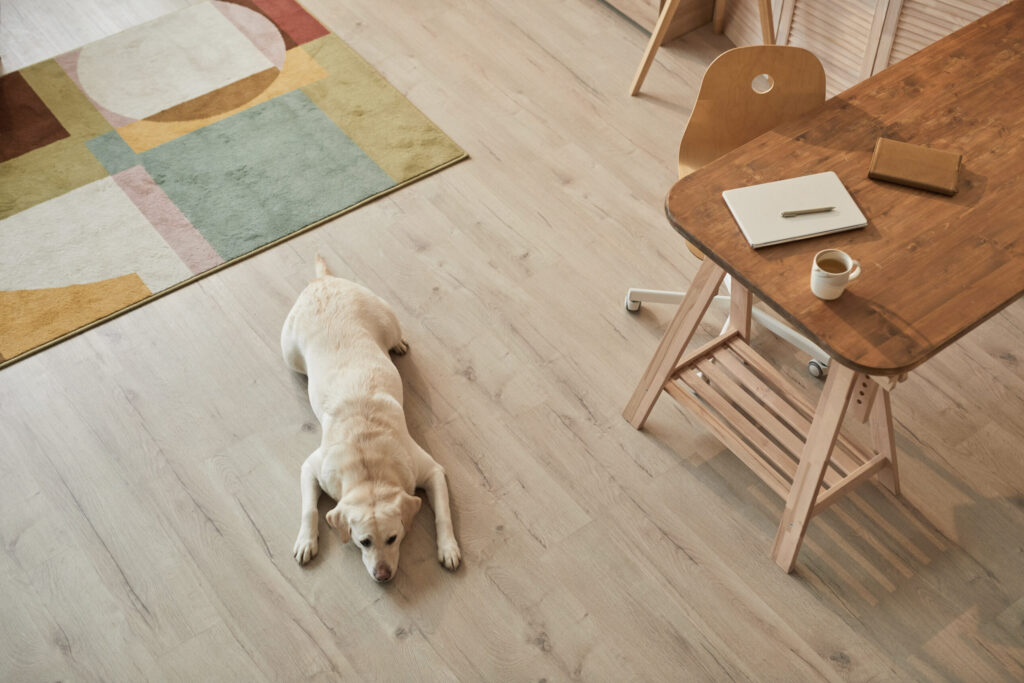 Warm toned high angle view at white Labrador dog lying on floor and waiting for owner in modern home interior, copy space