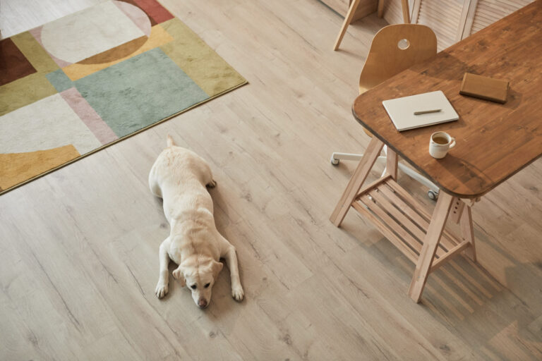 Warm toned high angle view at white Labrador dog lying on floor and waiting for owner in modern home interior, copy space