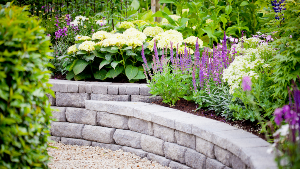 Hydrangeas and lilacs in a raised flowerbed