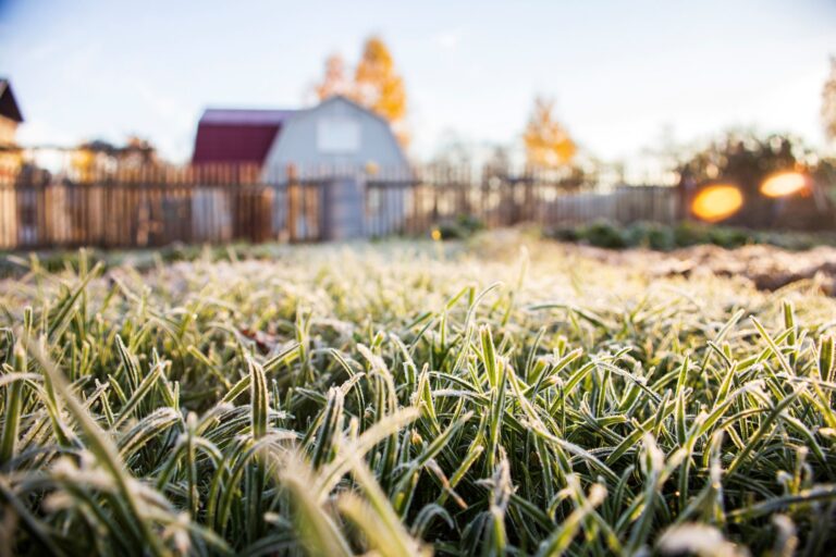 Frosty backyard lawn at sunrise