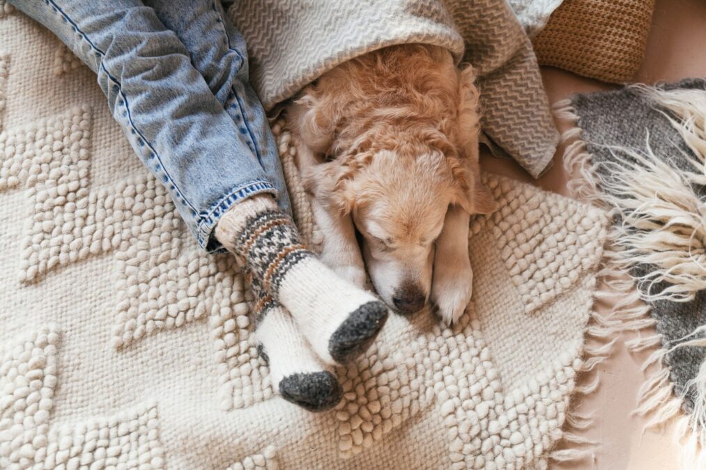 Chien blotti sur une couverture